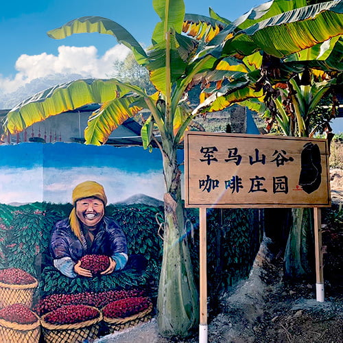 雲南 茅台酒麹 生豆／Yunnan Maotai Qu-Fermented Green Coffee Beans