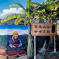 雲南 コピ・ルアク 生豆／Yunnan Kopi Luwak (Civet) Green Coffee Beans