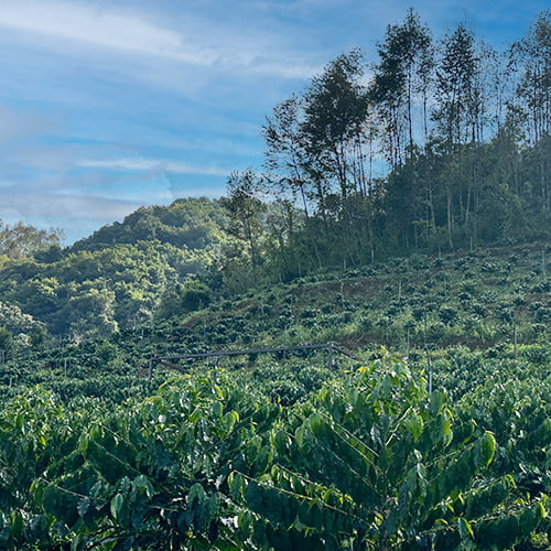 雲南 茅台酒麹 生豆／Yunnan Maotai Qu-Fermented Green Coffee Beans