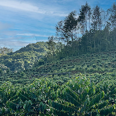 雲南 茅台酒麹 生豆